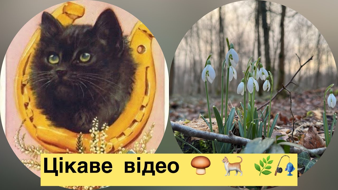 Перші гриби у лютому 🍄 . Магазинна рибалка🎣. Історії про котиків🐈. Перші підсніжники 🌿☀️