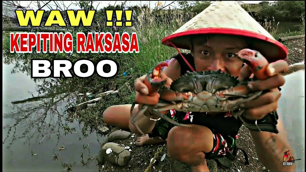 MENCARI KEPITING RAWA DI MALAM HARI (Hasil Melimpah) 