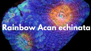 Rainbow Acan echinata