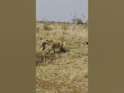 Hyena packs her cub away 😍 - YouTube
