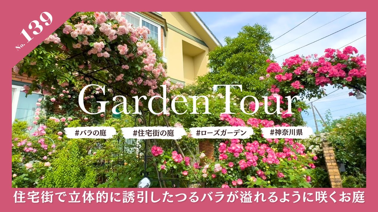 🕊Garden Tour🕊139：住宅街の庭で立体的に誘引したつるバラが溢れる