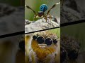 Creature Courtship and Dance Dynamics