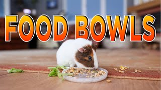 Guinea pig food bowl ideas for new guinea pig owners by Cavy Central Guinea Pig Rescue with Lyn 657 views 1 year ago 5 minutes, 7 seconds