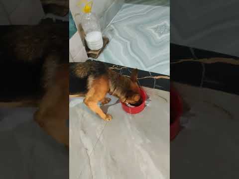 Jorachadgyitreepe Youtubeshorts Shortsfeed Shortsviral Shortvideo Vlogaftercollege Officalvideo