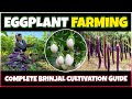 Eggplant Farming / Brinjal Cultivation | How to grow Eggplant at Home