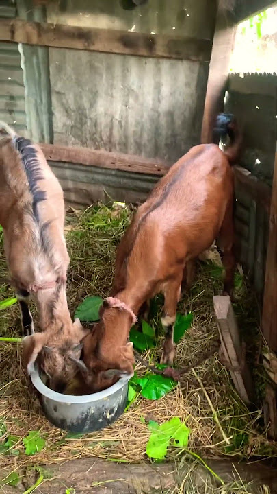 Gau ko bakhra #shortsviral