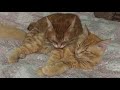 Kittens lick each other again / Котята снова вылизывают друг друга