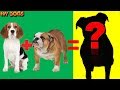 22 Unbelievable CUTE CROSS breed DOGs PT.2 [HD]★2018