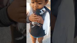 Cute baby Or Pigeons status short । pigeonloverbd kabootar bdpigeonslover birds pigeonlover
