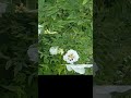 Японский сад - вход платный и по расписанию! 50-300 руб - Ботанический сад им. Цицина - Москва