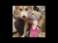 ペット用足洗浄カップ 足洗いカップ シリコン ブラシ ワンちゃん ネコちゃん 犬 猫 足 洗い フットバス お散歩 便利グッズ　Sサイズ/Mサイズ/Lサイズ