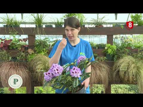 Video: Rododendro caucasico: descrizione, semina e cura