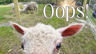 Mother Sheep Rejects Her Lamb