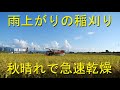 夜の降雨にも関わらず稲刈り出来た・秋晴れに感謝です・2020