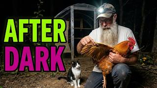 Clipping Roosters Wings After Dark With Bob The Cat