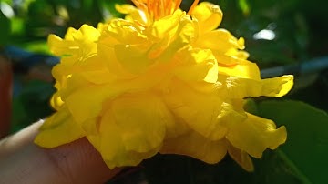 Cúc hoàng hậu,cúc vip,tiên ông,2 tầng,hoàng huyết long,hoang đế. 250k/ cặp ( bao ship).0379640642