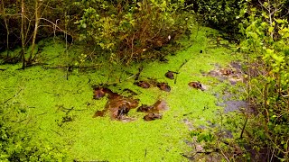 Los ÚNICOS hipopótamos de agua SALADA | Rutas Lándicas