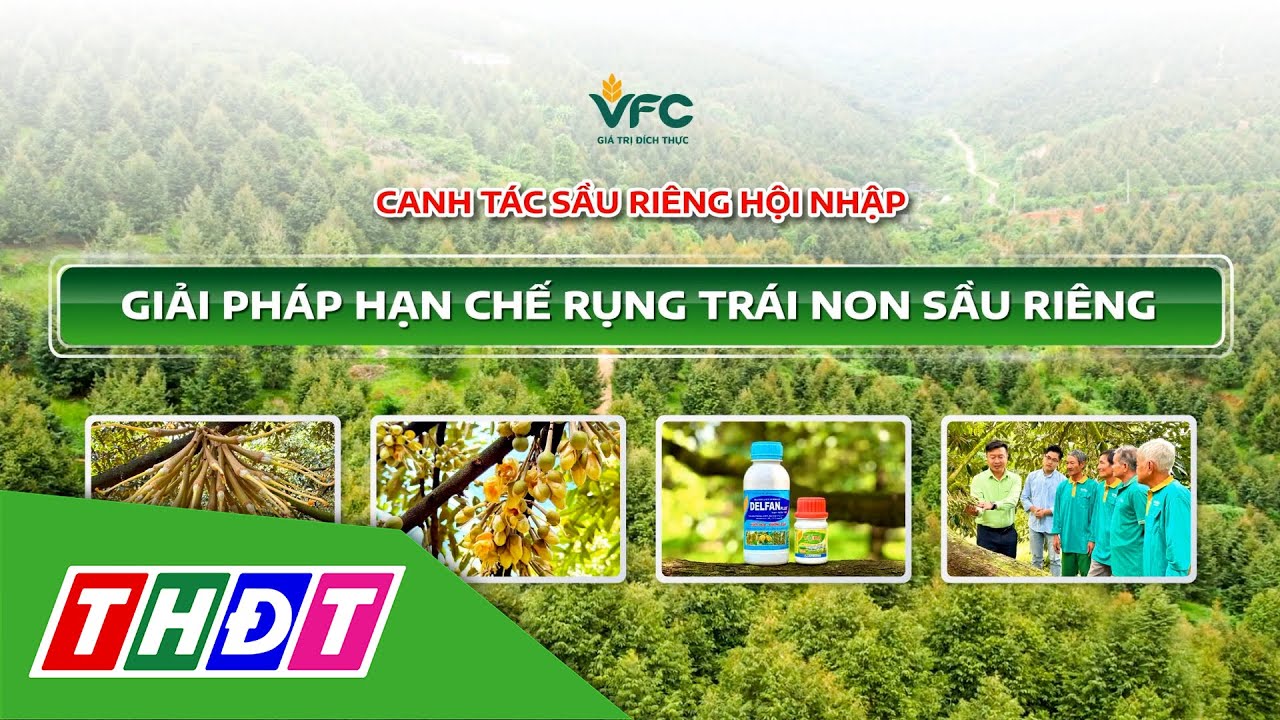 Giải pháp hạn chế rụng trái non sầu riêng | | VFC Canh tác sầu riêng hội nhập - 15/1/2026 | THDT