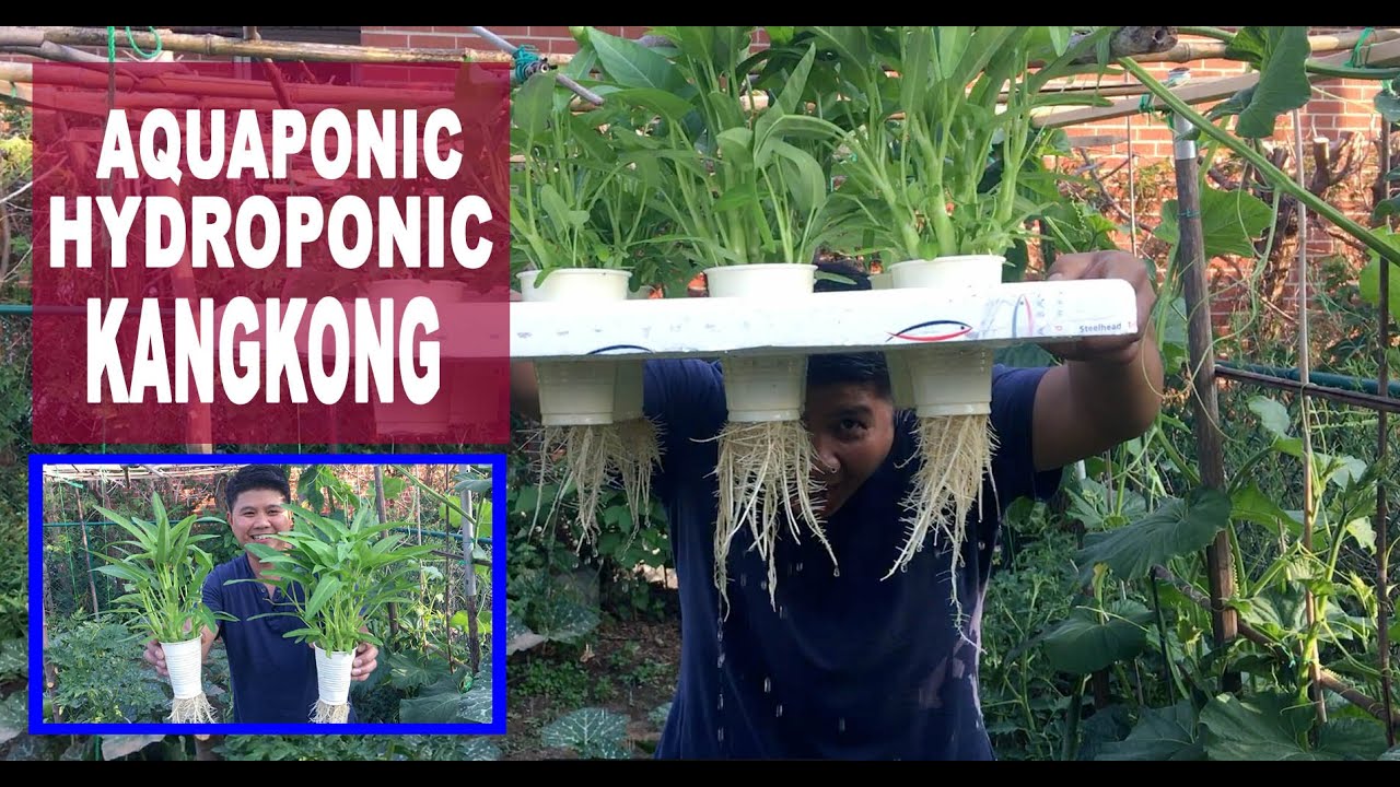 How to grow water spinach( kangkong) from seeds /steps how to grow kang