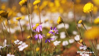 Morawa Wildflowers 2025