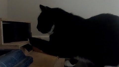 The story of my pet feeder build - How the cat kept hacking and I kept improving on the design