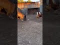 🐶Dog Chases Chicken Flock for Food#shorts #viral 犬が鶏の群れを追いかけ食べ物を奪う🐔