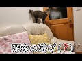 猫とおばあちゃんが深夜に仲良く遊んでいると思ったら…