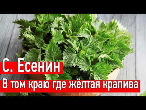 В том краю, где жёлтая крапива - С. Есенин #ожизни #слушать #стих #проза