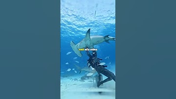 Vì sao cá mập không bao giờ nghỉ ngơi‼️😱