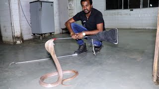 क्या मंत्र के जाप से कोबरा साप को एक ही जगह पर खडा कर सकते है.? Rescue cobra snake from Ahmednagar