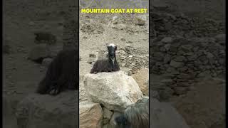 Mountain Goat Rest