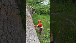 7.5ft wide cotton wood #smithers #barkbox #chainsaw #dangertree #500i #cottonwood #protos #canada #i