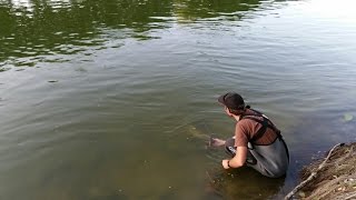 Pêche silure du bord en Loire au leurre touche en directe