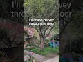 Alex G - Harvey Lyrics #alexg #shorts #music #carseatheadrest #titlefight #modernbaseball #sandy