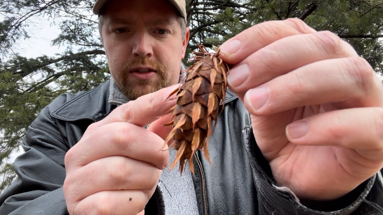 Douglas fir (Pseudotsuga menziesii)