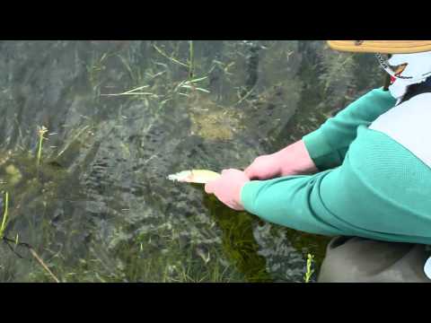 ქარიყლაპიას გაშვება 1