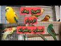 تربية ببغاء الردرام ببغاء سهل في التربية والإنتاج ومربح جدا 