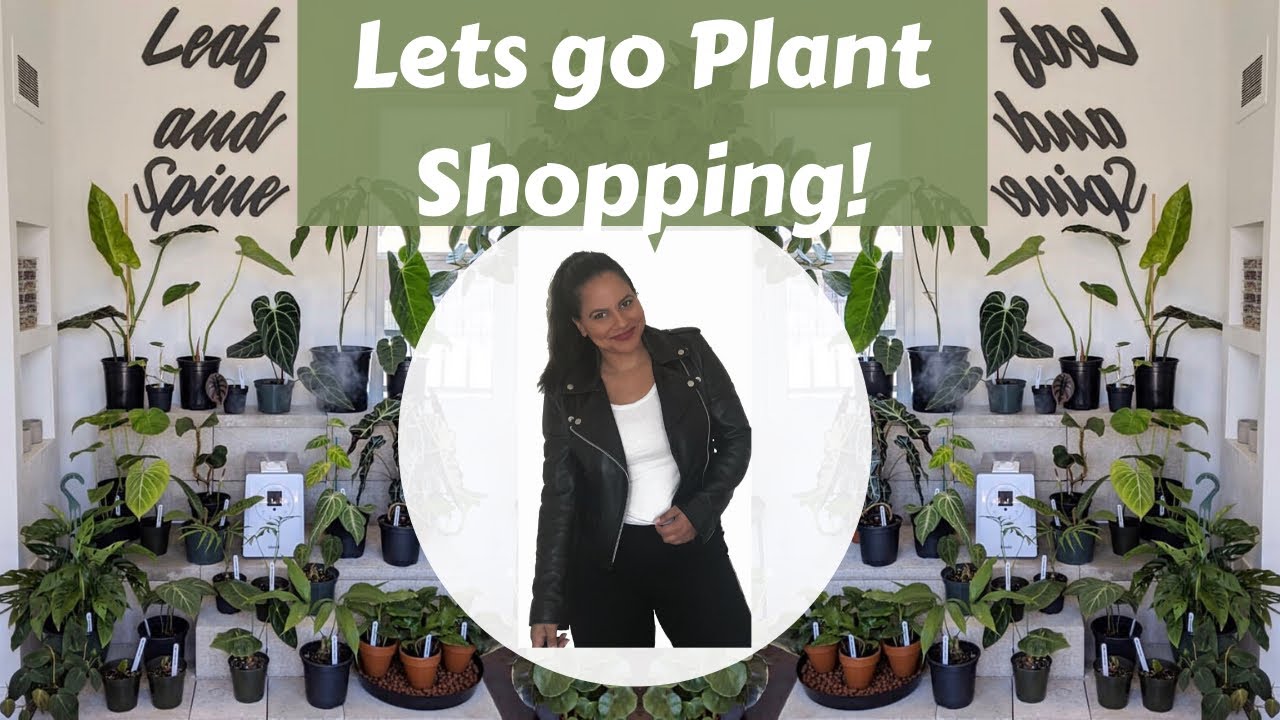 Rare Plant Shop Lets Go Houseplant Shopping in Los Angeles YouTube