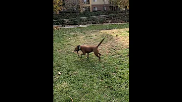 Autumn Played Fetch with a Big Stick at the Park