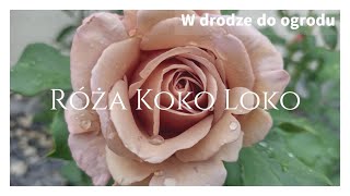 Róża Koko Loko