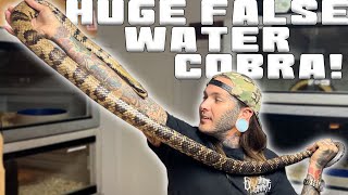 MASSIVE Female False Water Cobra ! New Boo for my Male | Tyler Nolan