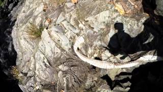 There may be a few monster snakes around