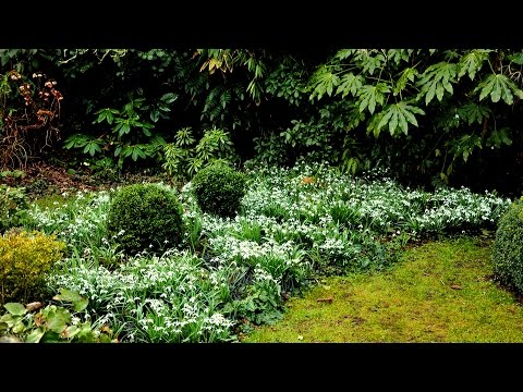 Video: Als sneeuwklokjes bloeien, wordt de natuur wakker