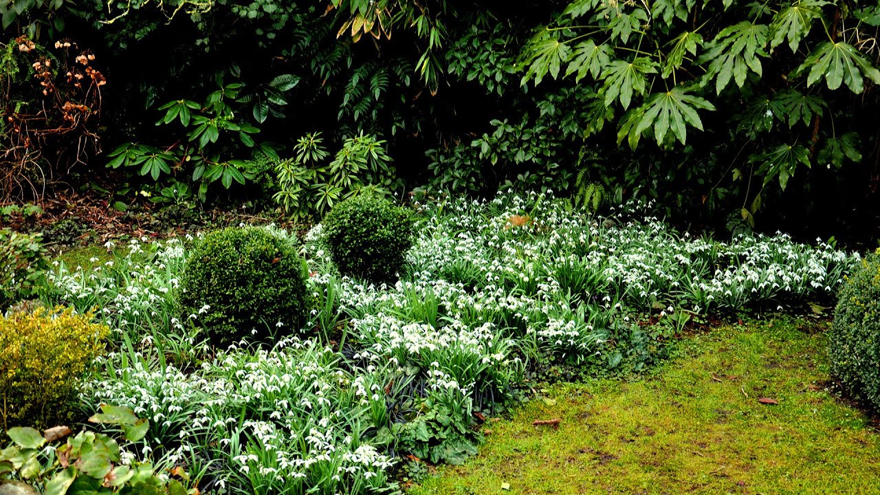 Hof van Eden - Sneeuwklokjes in de verborgen stadstuin | Harry Pierik | tuinharrypierik.nl