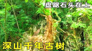 深山中会变色的“千年古树”，奇形怪状盘踞在一大石头上，真是太神奇了【阿杜游中国】