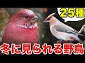 冬の野鳥が大集合!自然が教えてくれる癒しの瞬間~