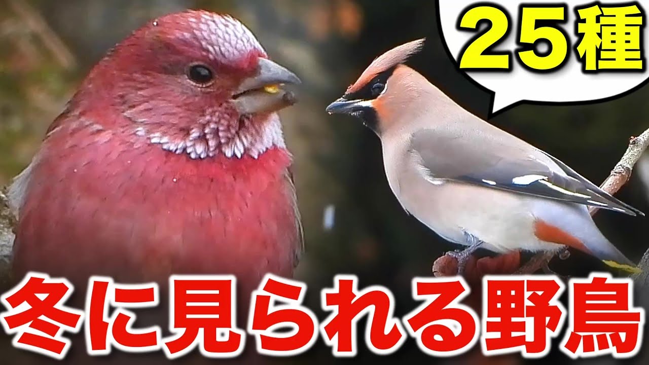 冬の野鳥が大集合！自然が教えてくれる癒しの瞬間～