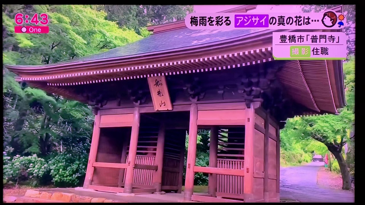 豊橋 浜松観光 御朱印巡り 梅雨のデートなら 豊橋のもみじ 紫陽花寺 普門寺 先代住職が手植えした紫陽花300株が見頃です 東海テレビ One 放送 6 15 Youtube