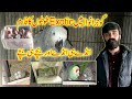 Raw Yellow Ringneck and Sunconure Gray Parrot Breeding|Usama Bhai Parrot Setup in Gujranwala 13-2-21