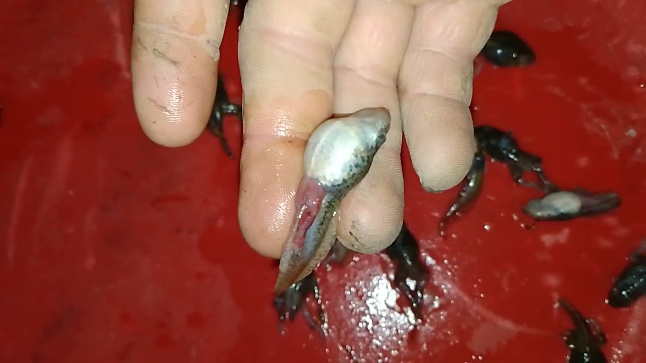 Cách trị bệnh cho Nòng nọc 18 ngày.vừa lên chân trước.chướng hơi đỏ mắt.đỏ đùi khi trời mưa và nắng